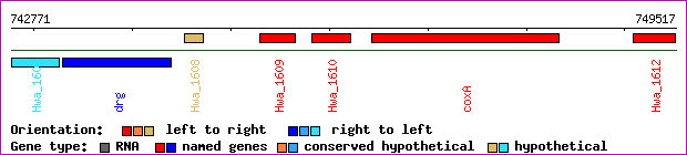gene map