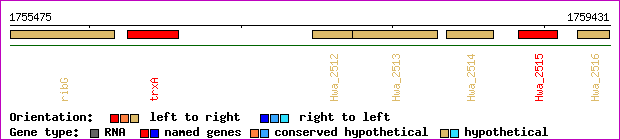 gene map