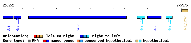 gene map