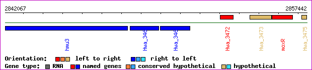 gene map