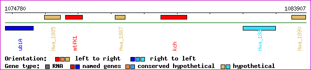 gene map