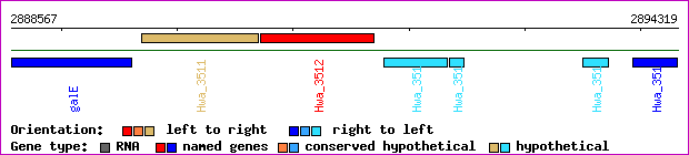 gene map