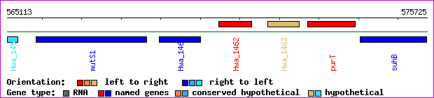 gene map