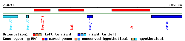 gene map