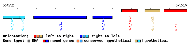 gene map