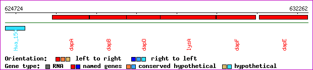 gene map