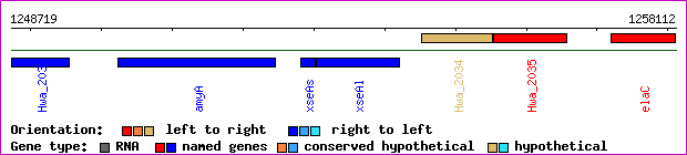 gene map