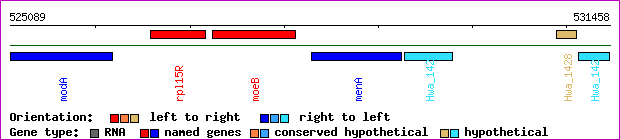 gene map