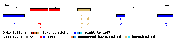 gene map