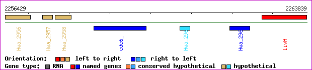 gene map