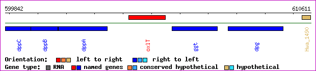 gene map