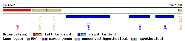 gene map