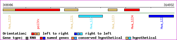 gene map