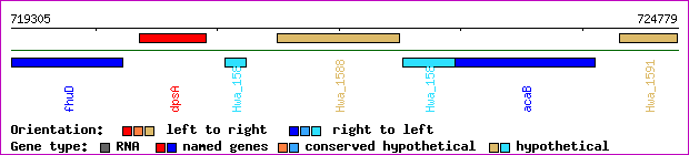 gene map