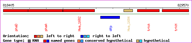 gene map