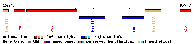 gene map