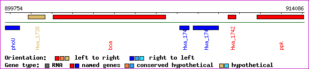 gene map