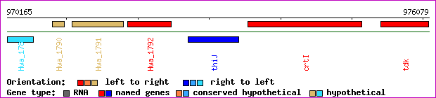 gene map