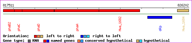 gene map