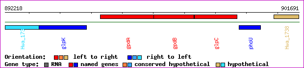 gene map