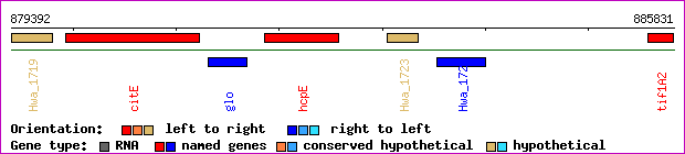 gene map