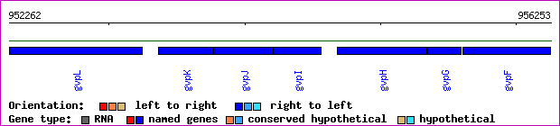 gene map