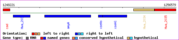 gene map