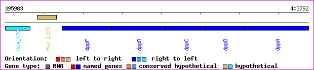 gene map