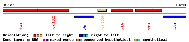 gene map
