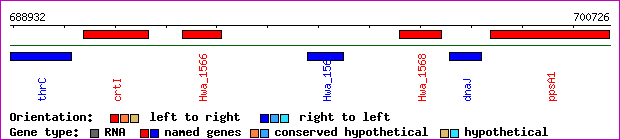 gene map