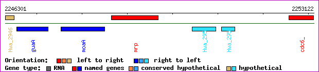 gene map