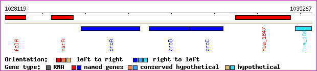 gene map