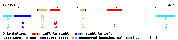 gene map