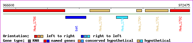 gene map