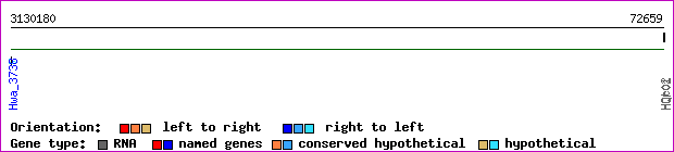 gene map