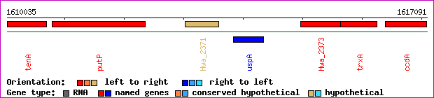gene map
