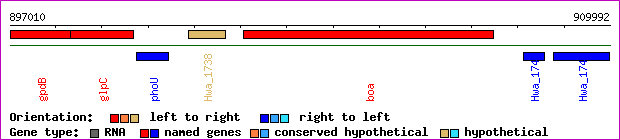 gene map