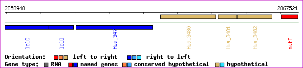 gene map