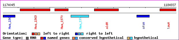 gene map