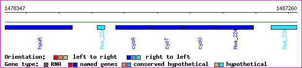 gene map