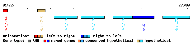 gene map
