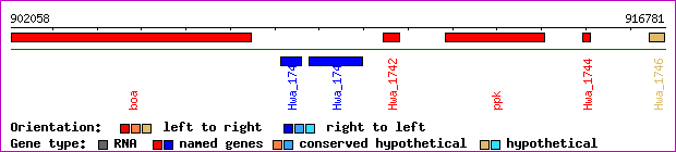 gene map