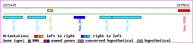 gene map