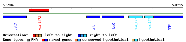 gene map