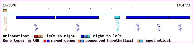 gene map