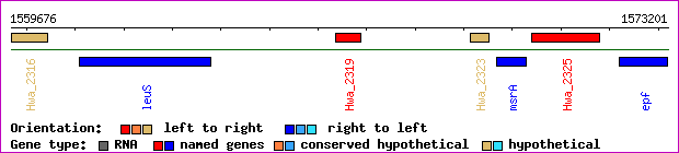 gene map