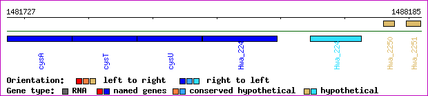 gene map