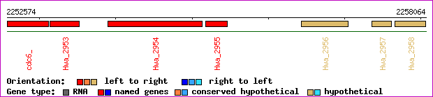 gene map
