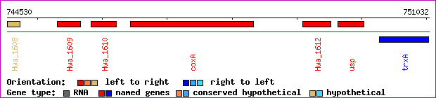 gene map