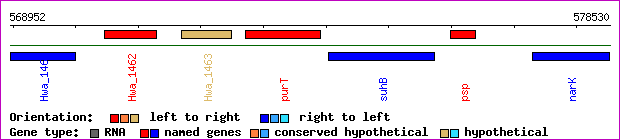 gene map